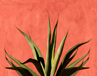 Agave On Red Stucco | Lisa Hering