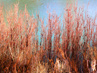Reeds On Lake | Lisa Hering